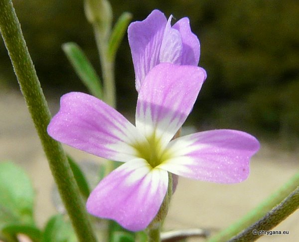 Malcolmia chia (L.) DC.