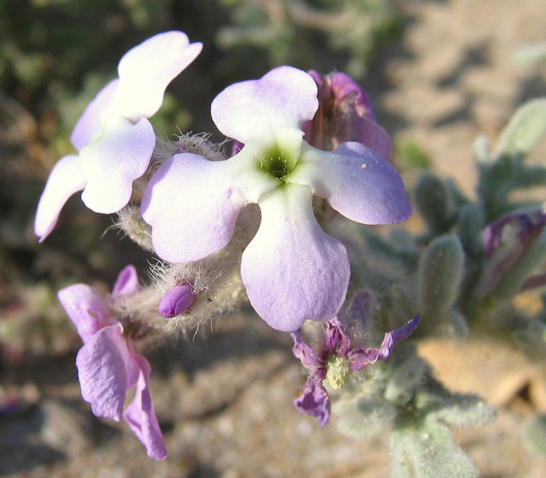 Matthiola tricuspidata (L.) BR.