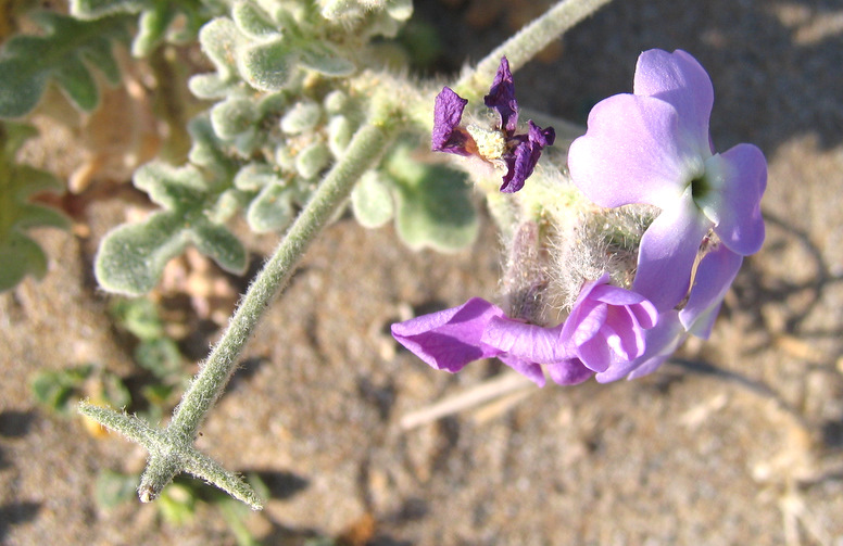 Matthiola tricuspidata (L.) BR.