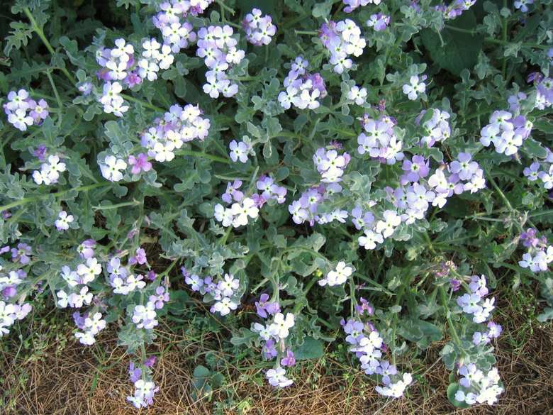 Matthiola tricuspidata (L.) BR.