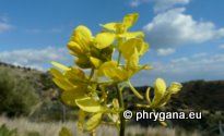 Sinapis alba subsp. mairei (H. LINDB.) MAIRE