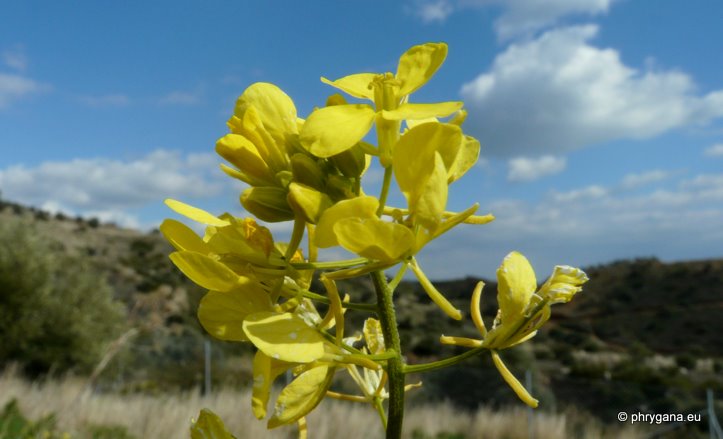 Sinapis alba subsp. mairei (H. LINDB.) MAIRE