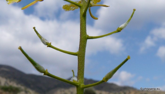 Sinapis alba subsp. mairei (H. LINDB.) MAIRE