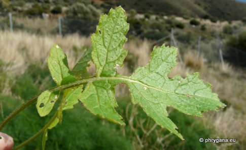 Sinapis alba subsp. mairei (H. LINDB.) MAIRE