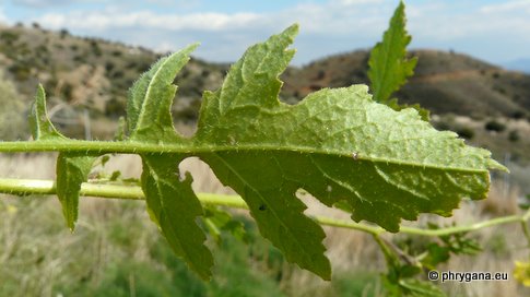 Sinapis alba subsp. mairei (H. LINDB.) MAIRE