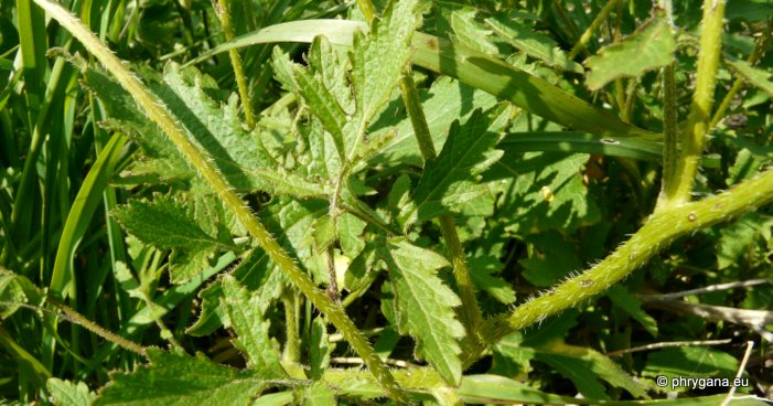 Sinapis alba subsp. mairei (H. LINDB.) MAIRE