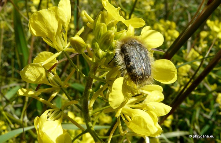 Sinapis alba subsp. mairei (H. LINDB.) MAIRE