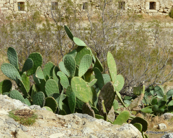 Opuntia ficus-indica (L.) MILLER