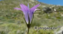 Campanula spatulata subsp. filicaulis (HALÁCSY) PHITOS