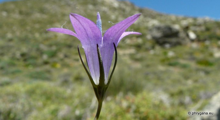 Campanula spatulata subsp. filicaulis (HALÁCSY) PHITOS