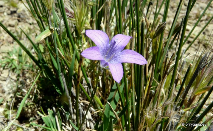 Campanula spatulata subsp. filicaulis (HALÁCSY) PHITOS