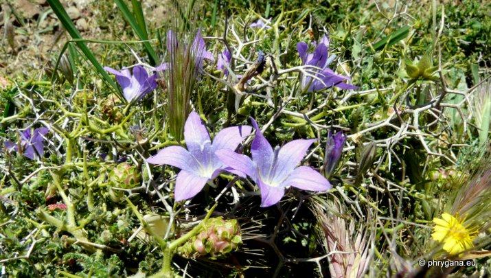 Campanula spatulata subsp. filicaulis (HALÁCSY) PHITOS