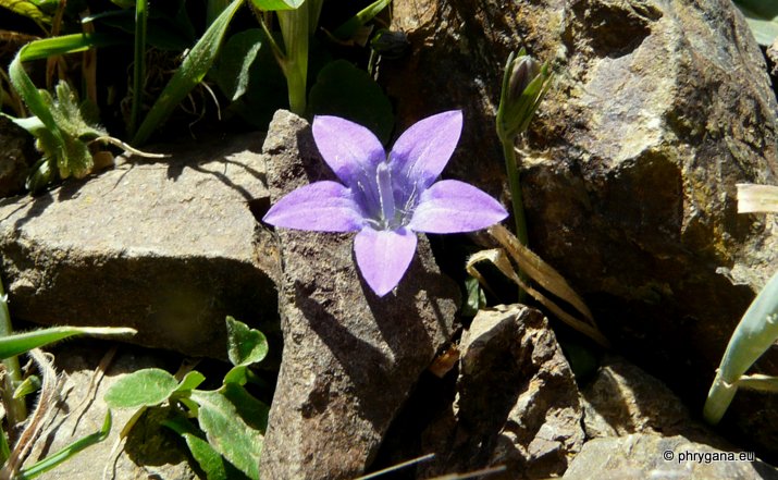 Campanula spatulata subsp. filicaulis (HALÁCSY) PHITOS