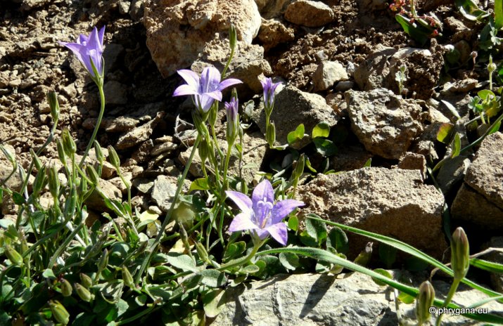 Campanula spatulata subsp. filicaulis (HALÁCSY) PHITOS