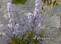 Petromarula pinnata (L.) A. DC.