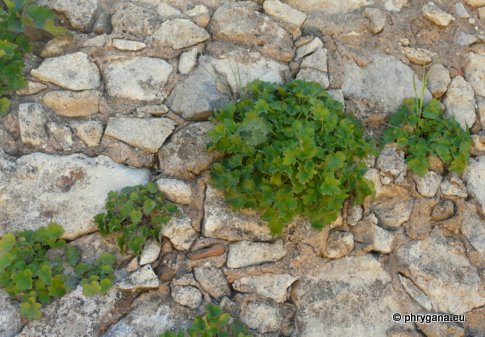 Petromarula pinnata (L.) A. DC.