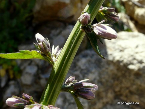 Petromarula pinnata (L.) A. DC.