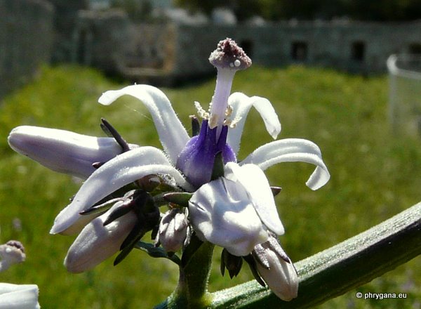 Petromarula pinnata (L.) A. DC.