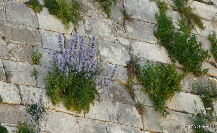 Petromarula pinnata (L.) A. DC.