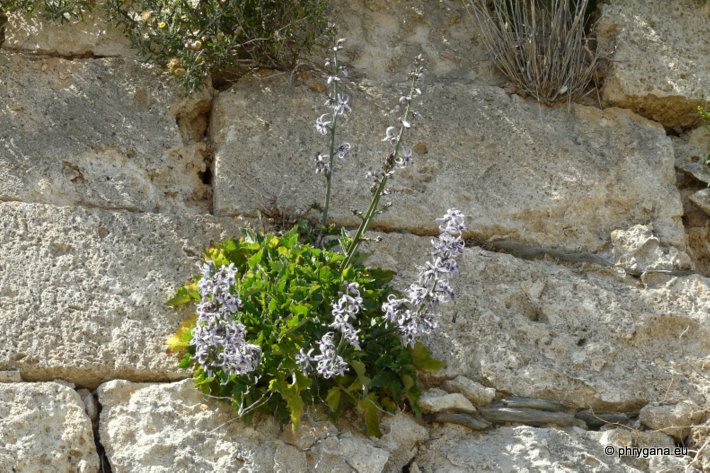 Petromarula pinnata (L.) A. DC.