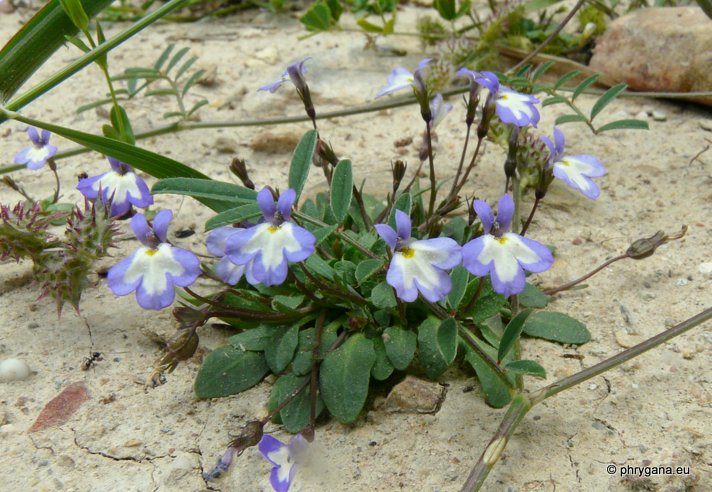 Solenopsis minuta subsp. annua (L.) C. PRESL.