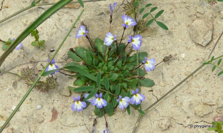 Solenopsis minuta subsp. annua (L.) C. PRESL.