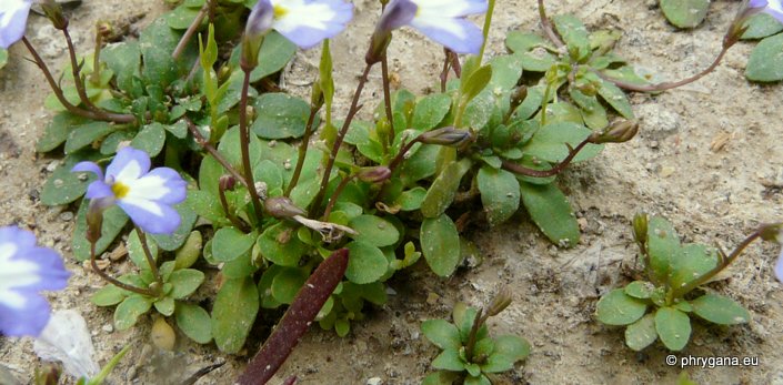 Solenopsis minuta subsp. annua (L.) C. PRESL.