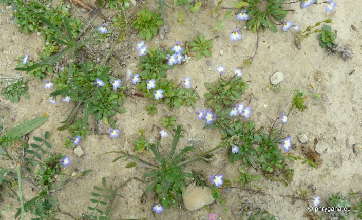 Solenopsis minuta subsp. annua (L.) C. PRESL.