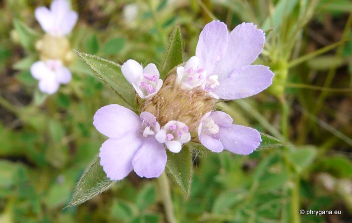 Lomelosia brachiata (Sm.) GREUTER & BURDET