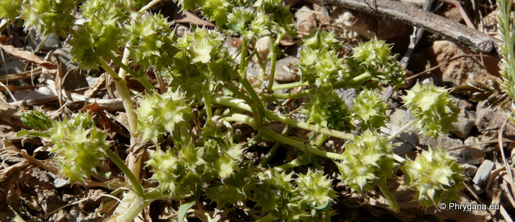 Valerianella discoidea (L.) LOISEL.