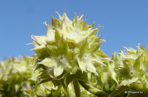 Valerianella discoidea (L.) LOISEL.