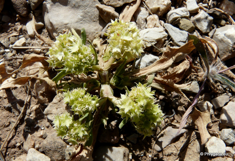 Valerianella discoidea (L.) LOISEL.