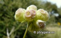 Valerianella vesicaria Moench