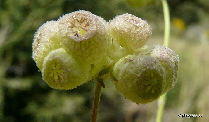 Valerianella vesicaria Moench