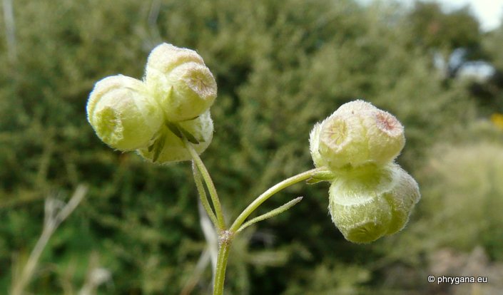 Valerianella vesicaria Moench