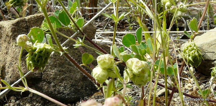 Valerianella vesicaria Moench