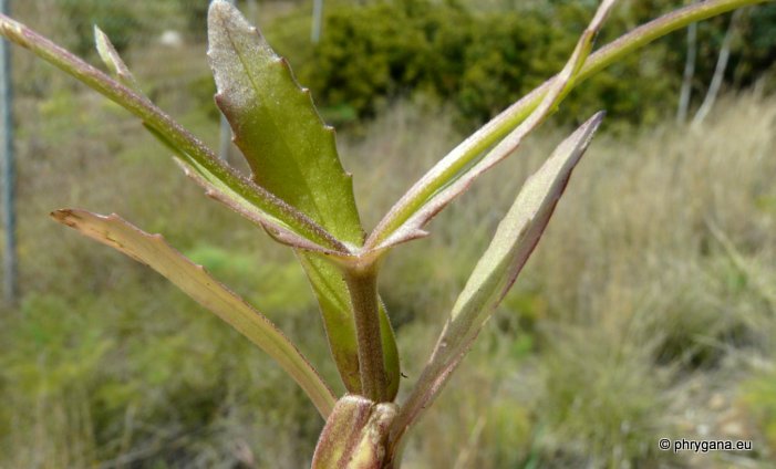 Valerianella vesicaria Moench