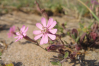 Silene colorata POIR. subsp. colorata