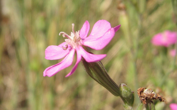 Silene colorata POIR. subsp. colorata