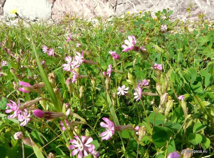 Silene colorata POIR. subsp. colorata