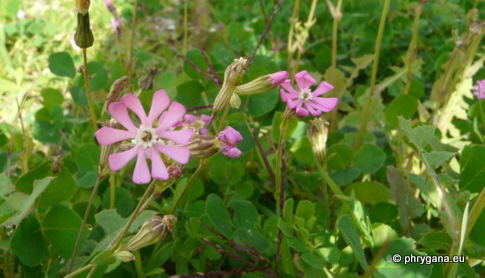 Silene colorata POIR. subsp. colorata