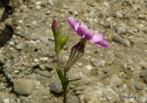 Silene colorata POIR. subsp. colorata