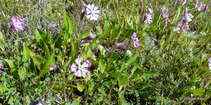 Silene colorata POIR. subsp. colorata