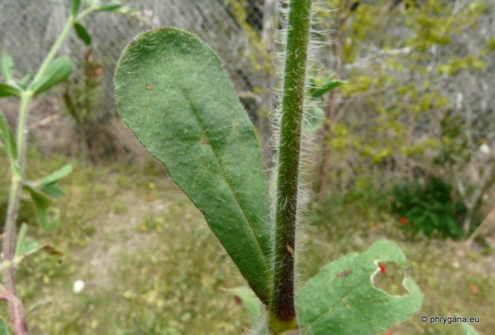 Silene gallica L.