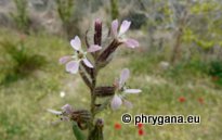 Silene gallica L.