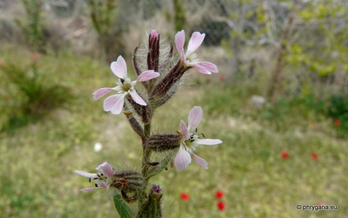 Silene gallica L.