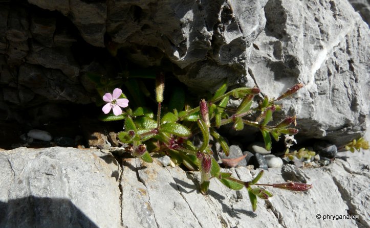 Silene sedoides Poir.