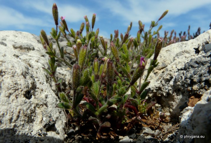 Silene sedoides Poir.