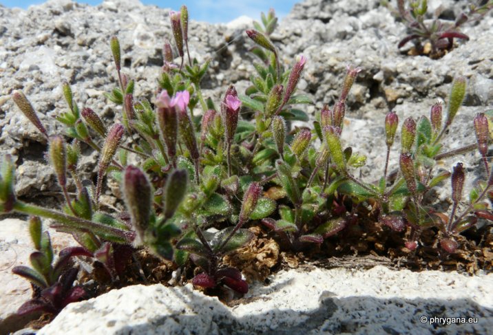 Silene sedoides Poir.