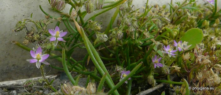 Spergularia rubra (L.) J. Presl & C. Presl